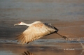 Sandhill-Crane;Crane;Grus-canadensis;One;one-animal;avifauna;bird;birds;feather;